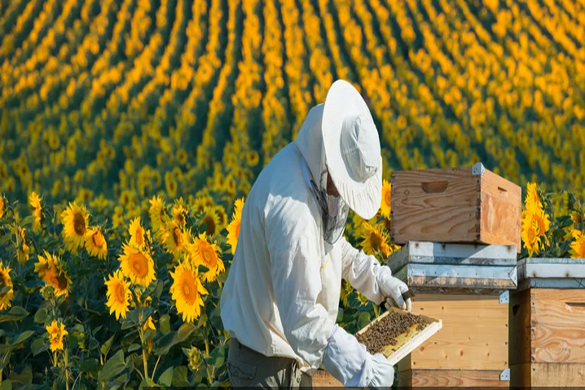 2026’da Türkiye Arıcılığı: Yeni Dönemin Trendi ve Beklentiler