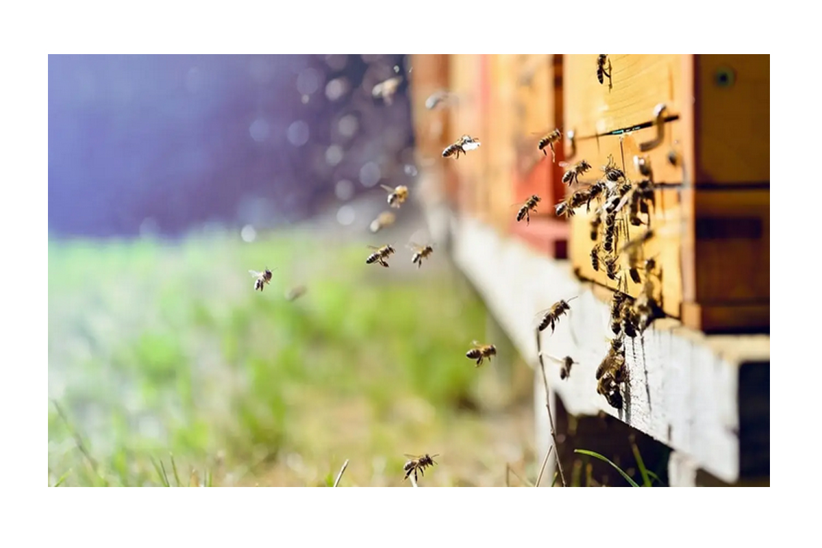 Arıcılık Kârlı mı? 2026 Arıcılık Kazanç Tablosu