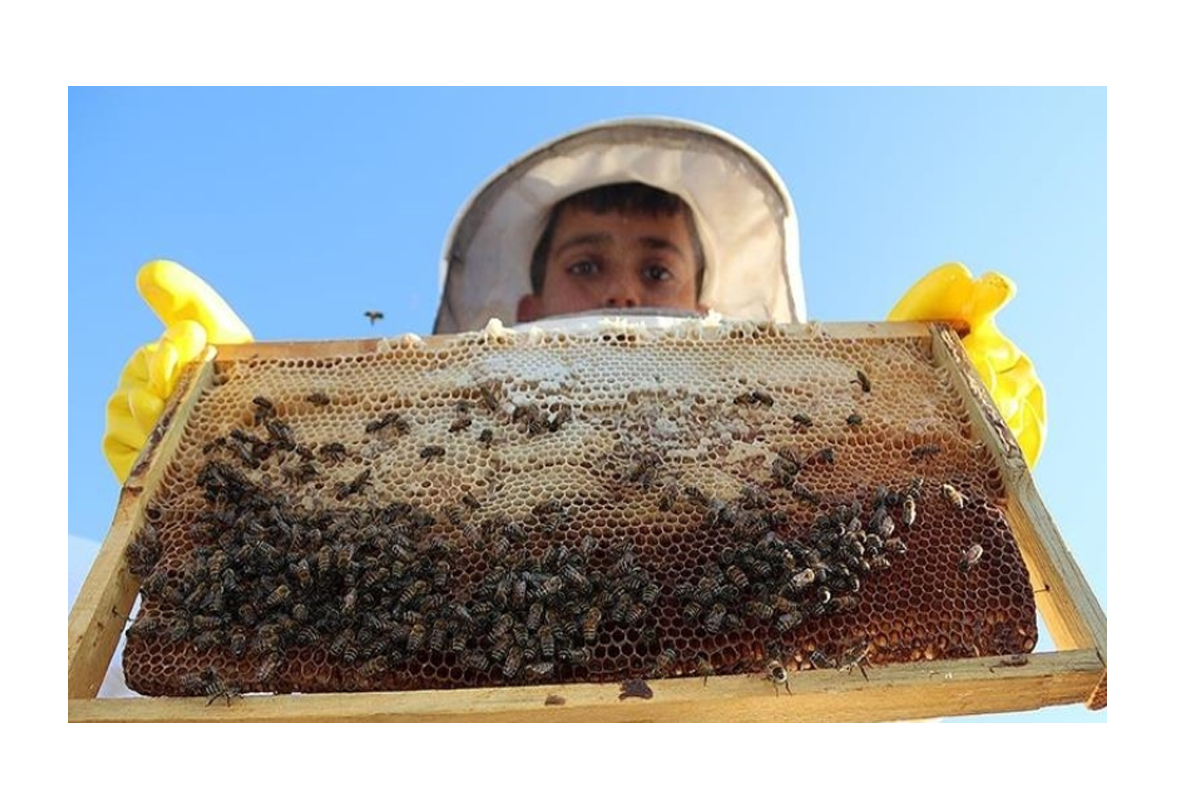 Arıcılıkta koloni kayıplarının azaltılması bal üretimi için önem taşıyor